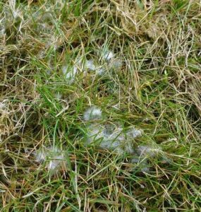 15 Natural Ways to Get Rid of Lawn Fungus