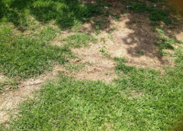 15 Natural Ways to Get Rid of Lawn Fungus
