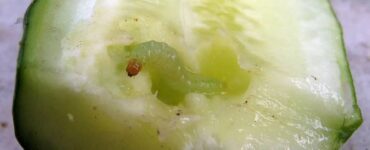 12 Natural Ways to Get Rid of Pickleworms