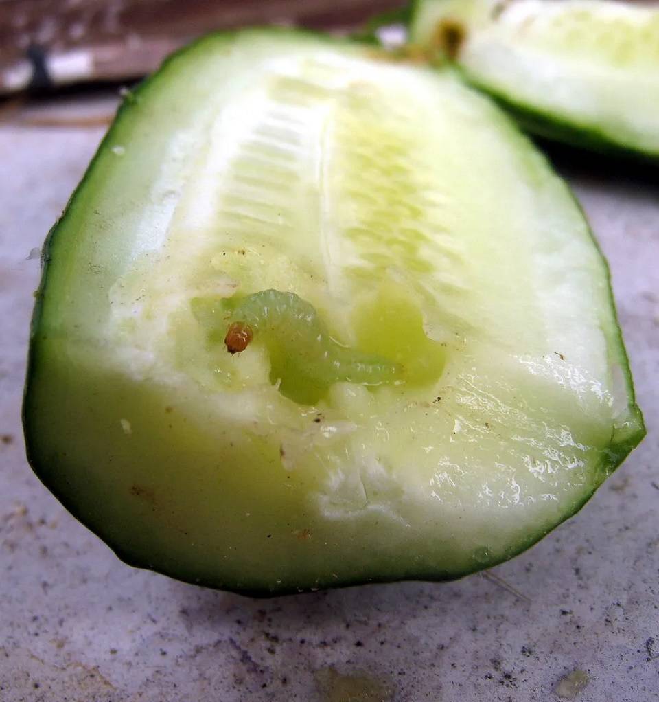 12 Natural Ways to Get Rid of Pickleworms Dre Campbell Farm