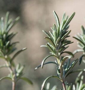 Good and Bad Rosemary Companion Plants