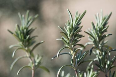 Good and Bad Rosemary Companion Plants