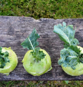 41 Foods You Can Regrow From Scraps