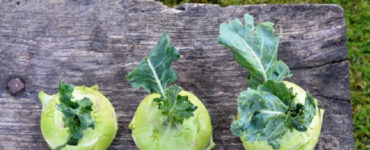 41 Foods You Can Regrow From Scraps