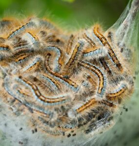12 Natural Ways to Get Rid of Tent Caterpillars