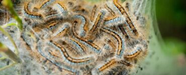 12 Natural Ways to Get Rid of Tent Caterpillars