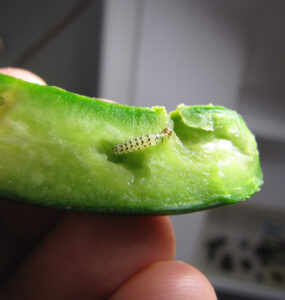 12 Natural Ways to Get Rid of Pickleworms