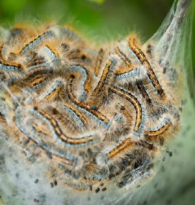 12 Natural Ways to Get Rid of Tent Caterpillars