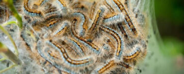 12 Natural Ways to Get Rid of Tent Caterpillars