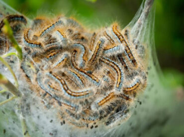 12 Natural Ways to Get Rid of Tent Caterpillars