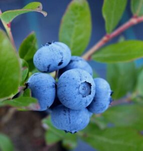 Good and Bad Blueberry Companion Plants