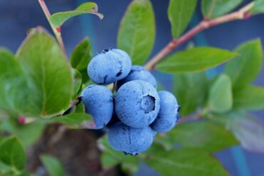 Good and Bad Blueberry Companion Plants