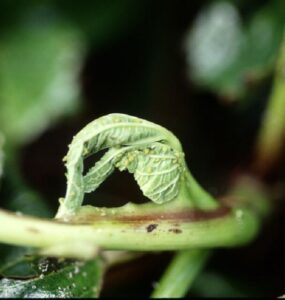15 Natural Ways to Get Rid of Melon Aphids