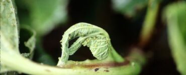 15 Natural Ways to Get Rid of Melon Aphids