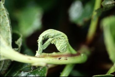 15 Natural Ways to Get Rid of Melon Aphids