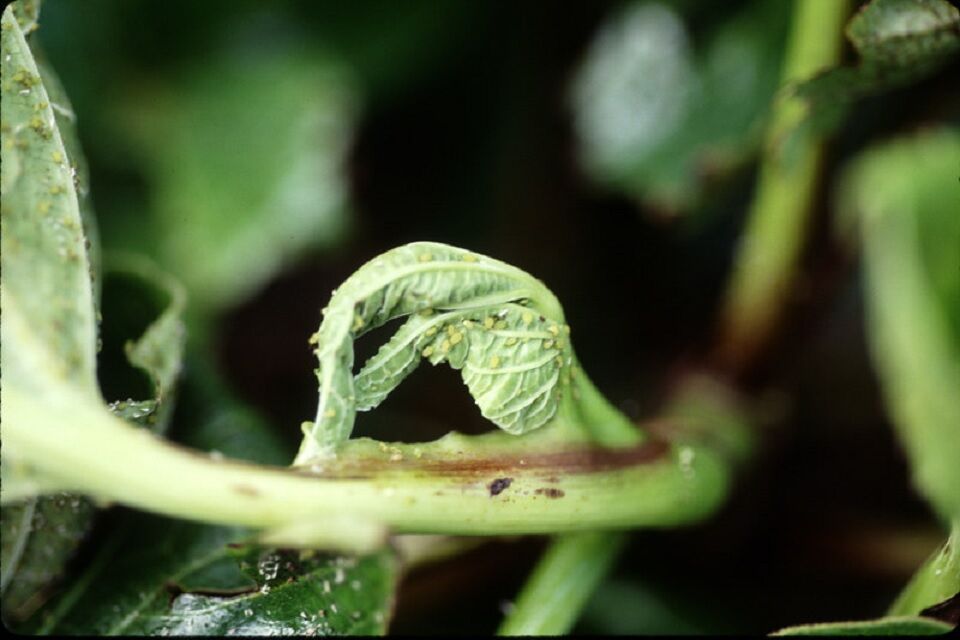 15 Natural Ways to Get Rid of Melon Aphids Dre Campbell Farm