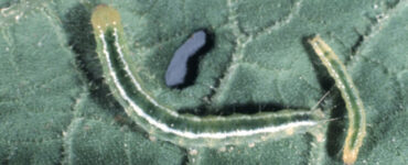 11 Natural Ways to Get Rid of Melon Worms