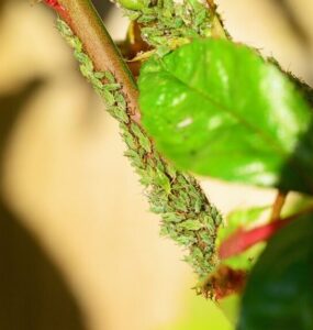 13 Natural Ways to Get Rid of Rose Aphids