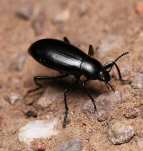 11 Natural Ways to Get Rid of Darkling Beetles