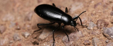 11 Natural Ways to Get Rid of Darkling Beetles