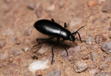 11 Natural Ways to Get Rid of Darkling Beetles