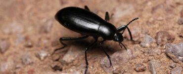 11 Natural Ways to Get Rid of Darkling Beetles