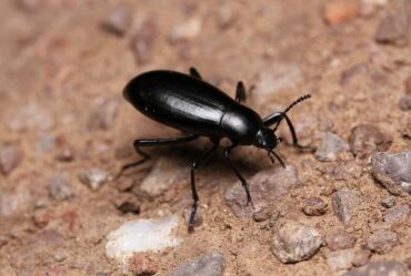 11 Natural Ways to Get Rid of Darkling Beetles