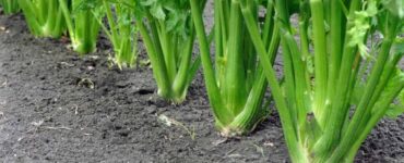 Good and Bad Celery Companion Plants
