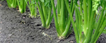 Good and Bad Celery Companion Plants