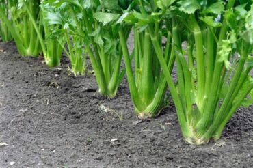 Good and Bad Celery Companion Plants
