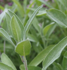 Good and Bad Sage Companion Plants