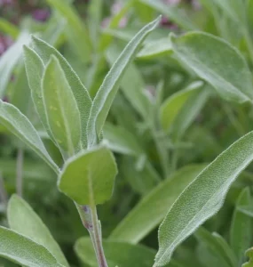 Good and Bad Sage Companion Plants