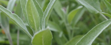 Good and Bad Sage Companion Plants