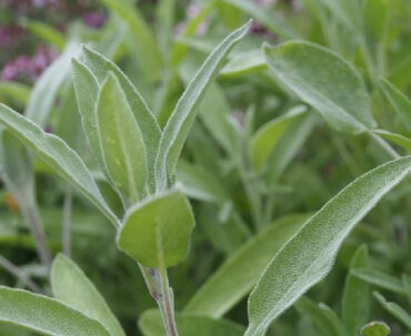 Good and Bad Sage Companion Plants