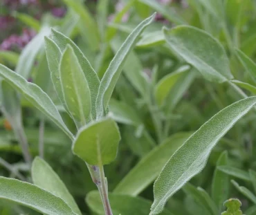 Good and Bad Sage Companion Plants