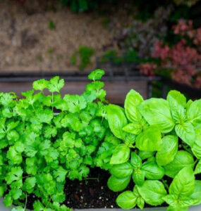 Good and Bad Cilantro Companion Plants