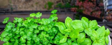 Good and Bad Cilantro Companion Plants