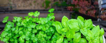 Good and Bad Cilantro Companion Plants