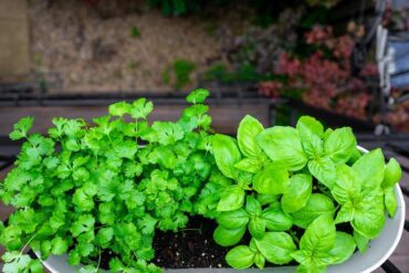Good and Bad Cilantro Companion Plants