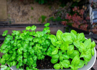Good and Bad Cilantro Companion Plants