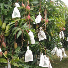 Fruit Bagging: Benefits and How to Do It
