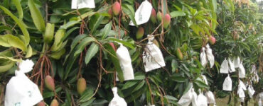 Fruit Bagging: Benefits and How to Do It