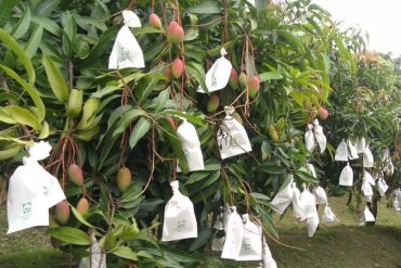 Fruit Bagging: Benefits and How to Do It