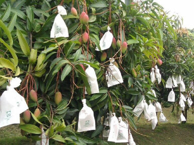 Fruit Bagging: Benefits and How to Do It