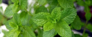 Good and Bad Mint Companion Plants