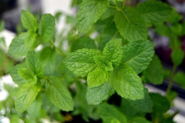 Good and Bad Mint Companion Plants