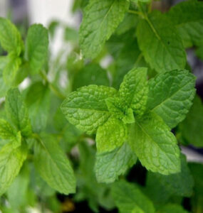 Good and Bad Mint Companion Plants