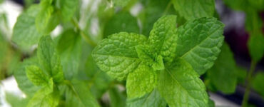 Good and Bad Mint Companion Plants