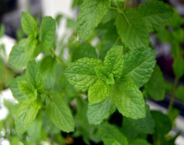 Good and Bad Mint Companion Plants