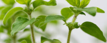 Good and Bad Oregano Companion Plants
